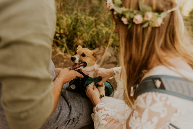 6 Travel Elopement Tips for Pet Owners